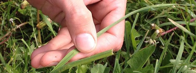 Analyse du stade de l’herbe (1,5 feuille)