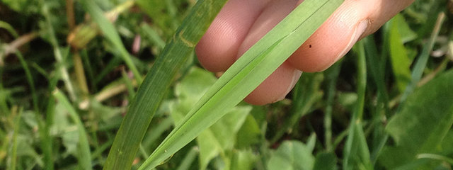 Analyse du stade de l’herbe (1,5 feuille)