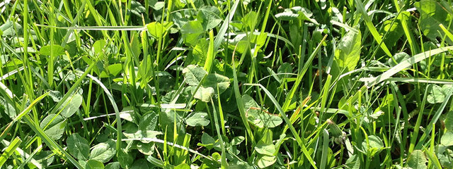 Prairies temporaires riches en légumineuses