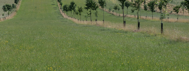 Parcelle agroforestière (9-07-2016)