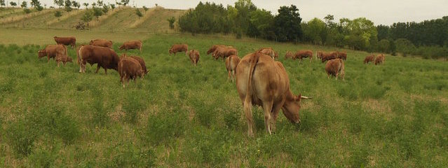 Limousines au pâturage (9-07-2016)