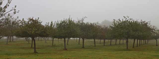 Pré-vergers dans le brouillard