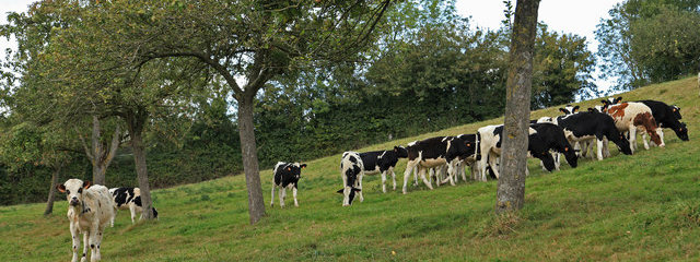 Jeunes bovins pâturant sous les arbres avant la récolte des pommes.