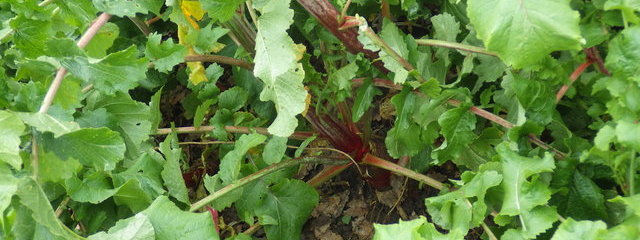 Couvert de radis en pur