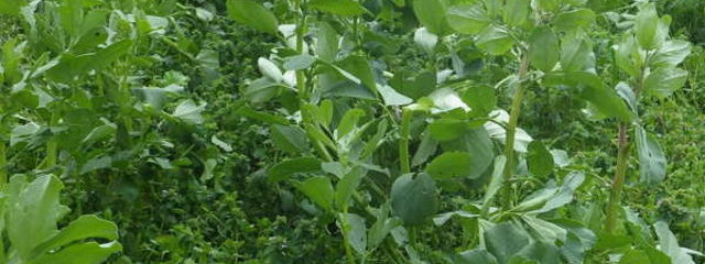 Couvert de radis de chine et féverole d’hiver