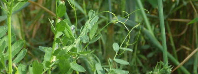 Couvert de vesce – avoine