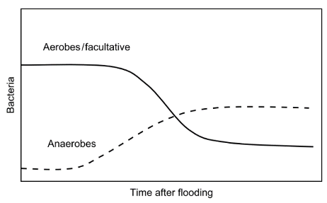 Figure 2 : Évolution des populations microbiennes du sol après une inondation (Reddy and DeLaune 2008)