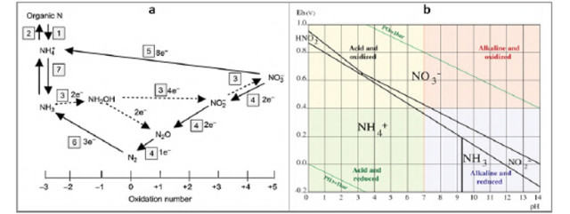 Figure 7 : L’oxydoréduction de l’azote. (a) Les réactions redox de l'azote (Reddy and DeLaune 2008). (b) Diagramme de Pourbaix de l'azote représentant les différentes formes de N dans une solution de 100 μM à 25°C (Husson 2013)
