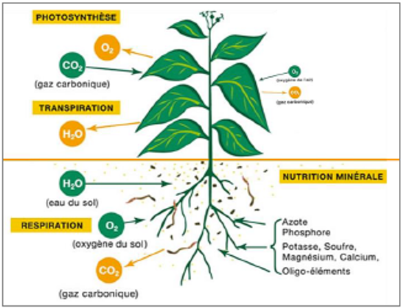 Figure 1 : Physiologie de la plante (Feller et al. 2016)